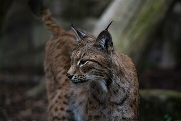 The Eurasian Lynx (Lynx lynx).