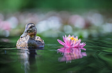 Young mallard duck swiming on the pond with lotus flower