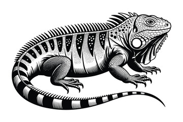 Fototapeta premium iguana animal vector drawing