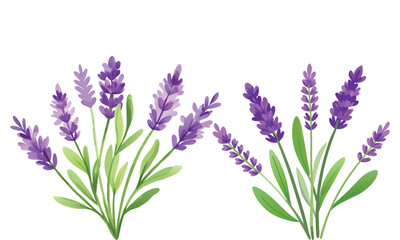 Fototapeta premium Beautiful English Lavender Vector Illustration - Aromatic Floral Design