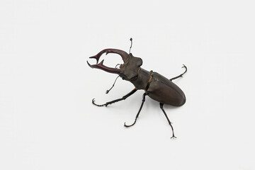 Detailed shot of a male stag beetle on a white background