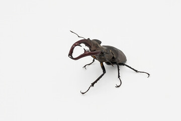 Detailed shot of a male stag beetle on a white background