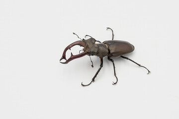 Detailed shot of a male stag beetle on a white background