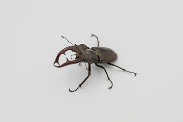 Detailed shot of a male stag beetle on a white background