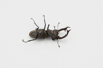 Detailed shot of a male stag beetle on a white background