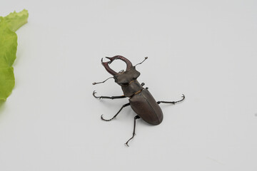 Detailed shot of a male stag beetle on a white background