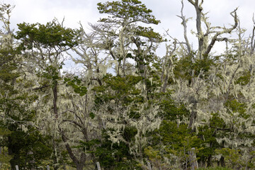 Moss-covered trees belonging to the Tierra del Fuego ecosystem
