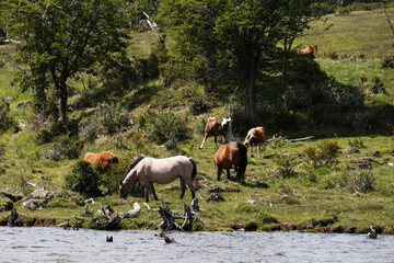 Small herd of beautiful horses in a pasture on the edge of a lake in Argentine Patagonia