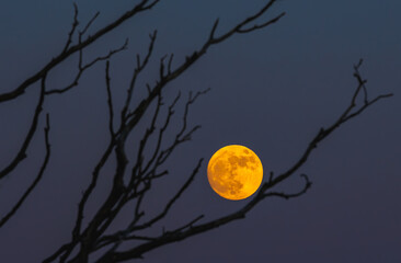 An Eerie Moonlit Night Unfolds Through the Bare Tree Branches in the Quiet Outdoors