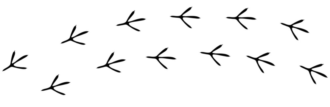 Bird footprint chicken foot track, feet print, paw step hand drawn doodle. Sketch simple turkey, hen trail. Crow walk steps mark.