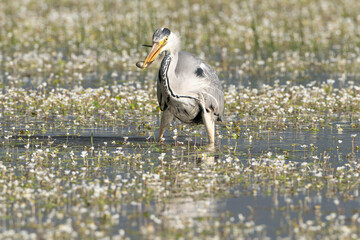 Grey heron - Ardea cinerea wading in water with white flowers. Photo from Calera y Chozas in Spain, Toledo Province. Ardea cinerea cinerea.	