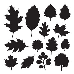 Autumn vine and tree leaves vector set with colorful foliage illustration