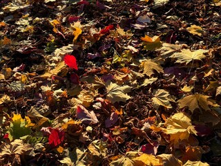 Autumn fall leaf dried leaves on ground 