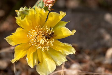 An insect pollinator dips into yellow flower of Prickly pear cactus. Prickly pear is native to America, and is now native plant in Europe. Opuntia cantha