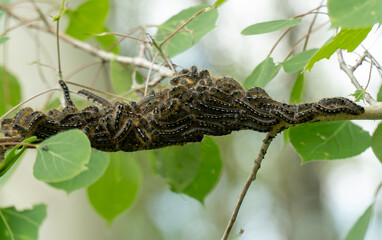 Tent caterpillars grouped together on a branch of a poplar tree. select focus