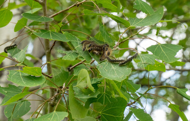 Tent caterpillars eating leaves of a poplar tree. select focus