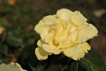 yellow rose flower