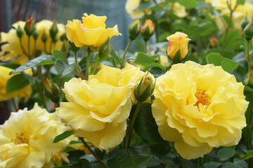 Beautifully blooming rose 'Lichtkönigin Lucia' 