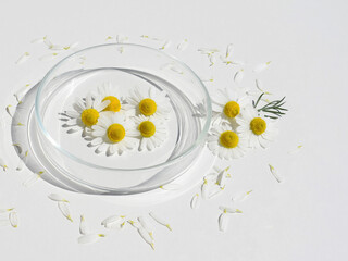 Petri dish with fresh chamomile, white background