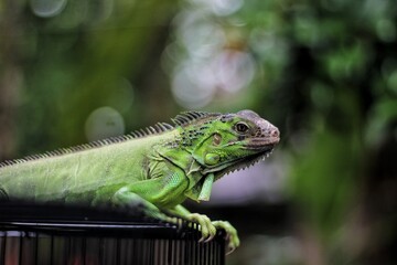 Green Iguana Portrait: Detailed Scales and Spikes in Natural Light