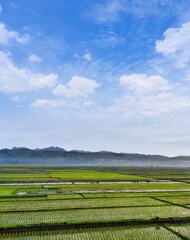 Serene Landscape Lush Green Rice Terraces under a Vibrant Blue Sky, Mist-Covered Mountains in the Distance