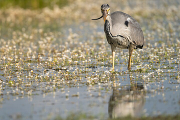 Grey heron - Ardea cinerea wading in water with white flowers. Photo from Calera y Chozas in Spain, Toledo Province. Ardea cinerea cinerea. Copy space on left.	