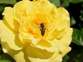 Bee on a yellow rose flower, bee in motion, close up view