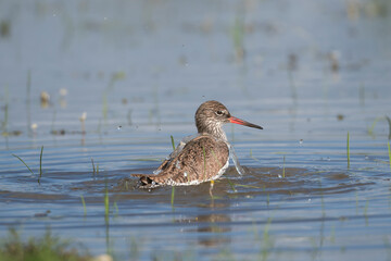 Common redshank or redshank - Tringa totanus in wading in bluewater. Photo from Calera y Chozas in Spain, Toledo Province.	
