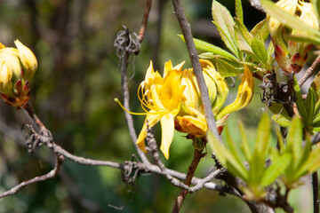 Yellow Azalea, Rhododendron flowers, bush blooming in springtime. Lush flowers of rhododendron are yellow. Flowering bush with green leaves. High quality photo. Nature background