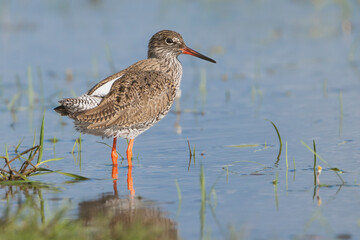 Common redshank or redshank - Tringa totanus in wading in bluewater. Photo from Calera y Chozas in Spain, Toledo Province.	