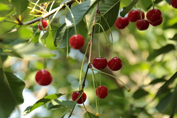 red berries on a tree
