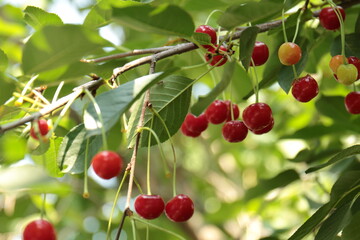 cherries on a tree