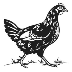 Black chicken walks casually over grass on a white background in monochrome