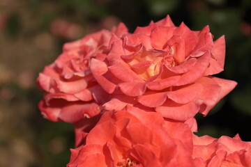 red rose flower