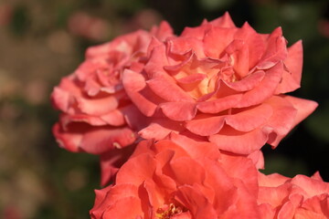 red rose flower