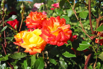 Two-tone rose, tea hybrid variety. Red-orange rose. The opened bright flower against a background of dark green foliage. Delicate petals blooming. Rosa flower