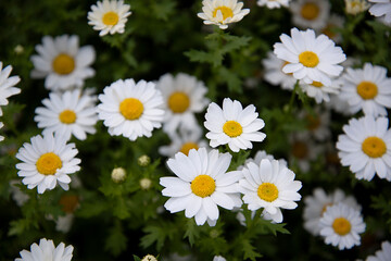 white daisies in shadow and sunlight. white daisies background