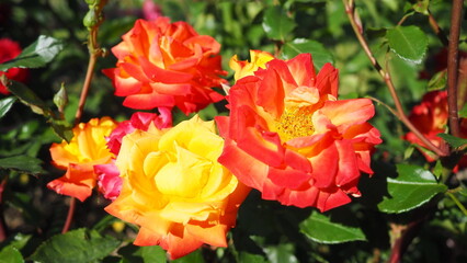 Two-tone rose, tea hybrid variety. Red-orange rose. The opened bright flower against a background of dark green foliage. Delicate petals blooming. Rosa flower