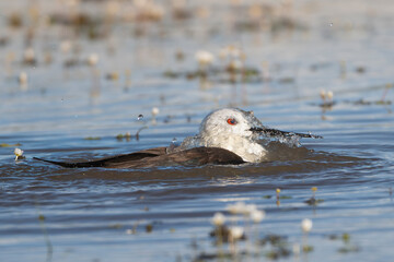 black-winged stilt - Himantopus himantopus taking bath in water. Photo from Calera y Chozas in Spain, Toledo Province.