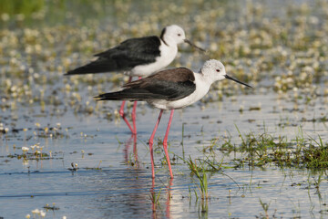 Pair of black-winged stilts - Himantopus himantopus standing in water. Photo from Calera y Chozas in Spain, Toledo Province.