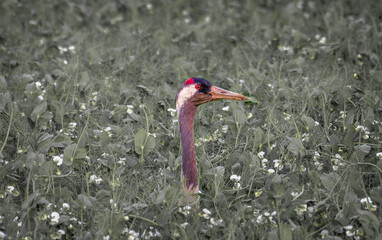 crane bird on the field
