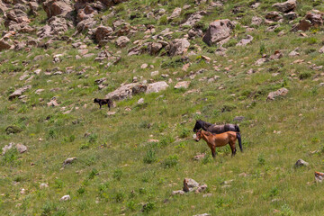 A herd of wild horses grazes and gallops across the lush green slopes of Mount Damavand under a...