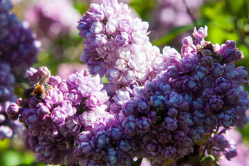 A blooming branch of lilac. Blooming lilacs in the garden. Beauty is in nature. Beautiful chiaroscuro on a lush lilac twig filled with flowers on a pleasant natural background