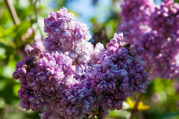 A blooming branch of lilac. Blooming lilacs in the garden. Beauty is in nature. Beautiful chiaroscuro on a lush lilac twig filled with flowers on a pleasant natural background