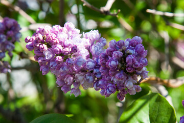 Obraz premium A blooming branch of lilac. Blooming lilacs in the garden. Beauty is in nature. Beautiful chiaroscuro on a lush lilac twig filled with flowers on a pleasant natural background