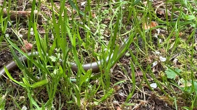 a copperhead snake from the grass snake family crawls in the grass