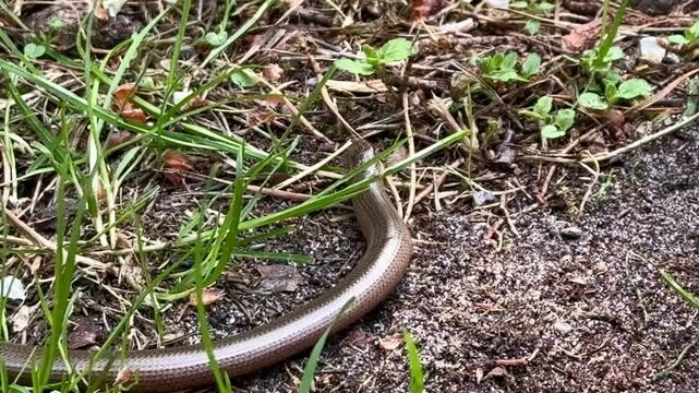a copperhead snake from the grass snake family crawls in the grass