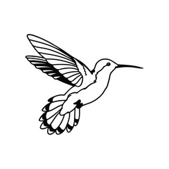 Detailed black and white line drawing shows hummingbird in flight gracefully
