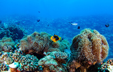 Underwater coral reef in the red sea