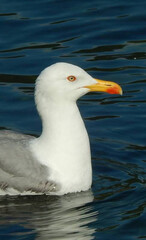 Obraz premium seagull on the water